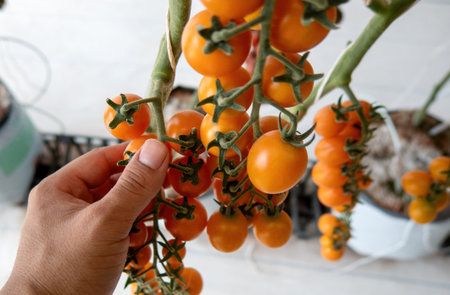 A hand holding small yellow tomatoes in greenhouse
