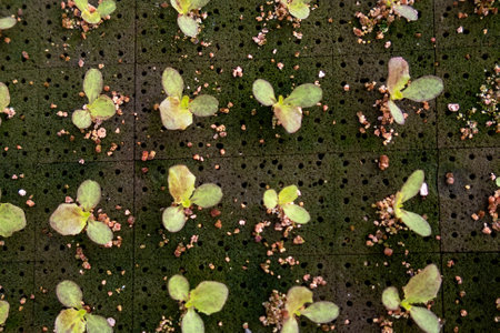 A Sprout green oak Lettuce hydroponic , on pond foamの写真素材