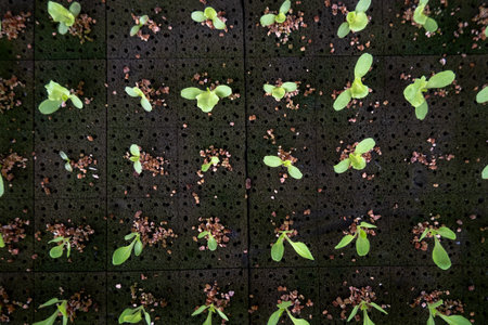 A Sprout green oak Lettuce hydroponic , on pond foamの写真素材