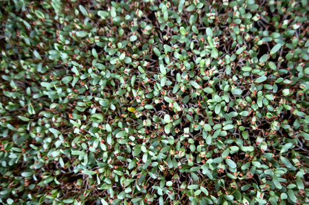 A background pattern leafs with germinating seedsの写真素材