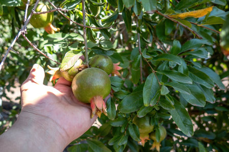 A hands picking ripe pomegranates on the plantationの写真素材