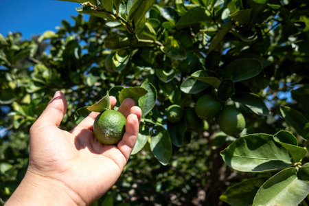 A hands picking ripe lemons on plantationの写真素材