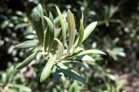 A Olive tree in plantation in Mexicoの写真素材
