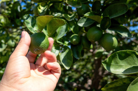 A hands picking ripe lemons on plantationの写真素材