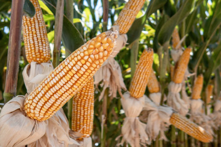 A Corn cobs in corn plantation field.の写真素材