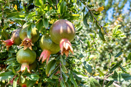 A Uncut pomegranates in agricultural plantationの写真素材
