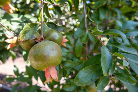 A Uncut pomegranates in agricultural plantationの写真素材