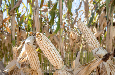 A Corn cobs in corn plantation field.の写真素材