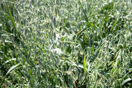 A In a field of green spikelets of oats close upの写真素材