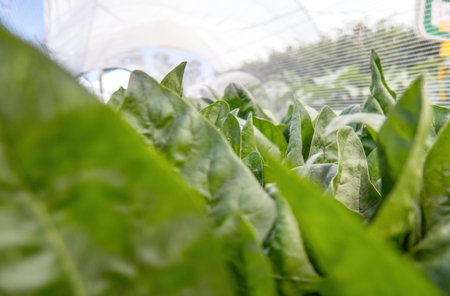 A spinach grows in a greenhouse. Close-up.の写真素材
