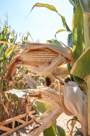 A Corn cobs in corn plantation field.の写真素材