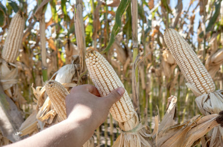 A Farmer holding corn cobs in hand in corn field.の写真素材