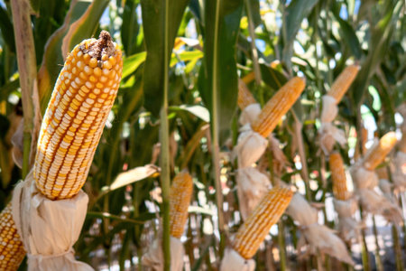 A Corn cobs in corn plantation field.の写真素材