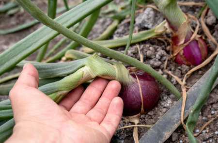A hand touch red onion growing in a garden.の写真素材