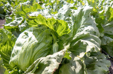 A ripe green crisp-head lettuce, top view.の写真素材