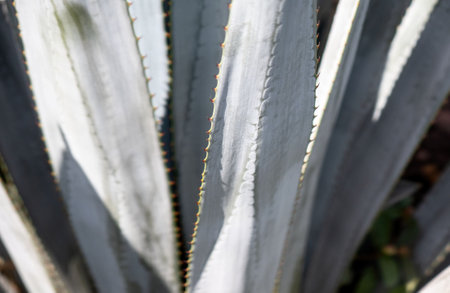A Detail of Blue Agave in Jalisco Mexicoの写真素材
