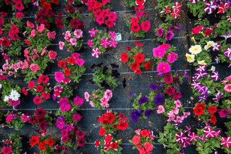 A Tables of petunias growing in a greenhouse nurseryの写真素材