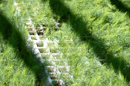 A asparagus seedling growing in seedbed in greenhouseの写真素材