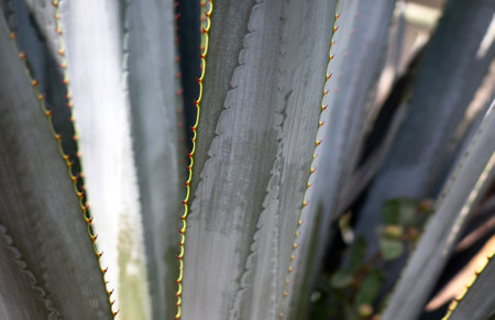 A Detail of Blue Agave in Jalisco Mexicoの写真素材