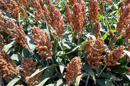 A Field of stalks and seeds of sweet sorghum. Millet field. Agricultural field of sorghum, Durra, Milo or Jowari.の写真素材
