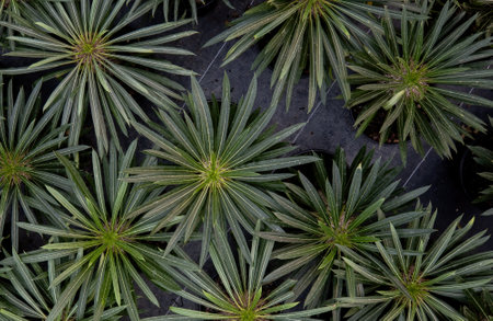 a Pachypodium Lamerei plants in the gardenの写真素材