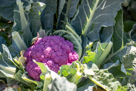 A Purple cauliflower plant in a vegetable garden.の写真素材