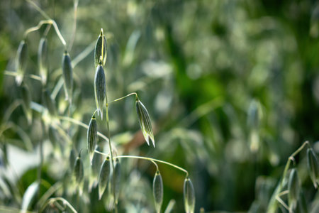 A In a field of green spikelets of oats close upの写真素材