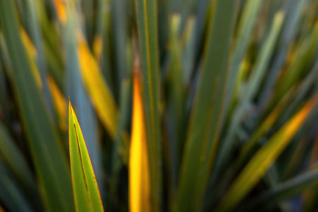 A new zealand flax leaves phormium agavaceae tanaxの写真素材