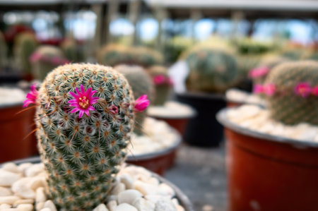 A many small cactus plants - potted cacti plant collectionの写真素材