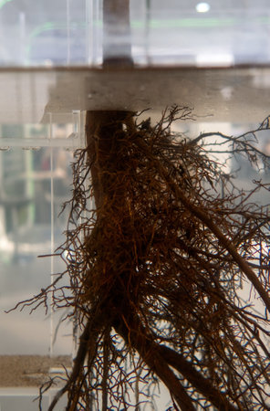 A Big plant root in water in a glass jar.の写真素材