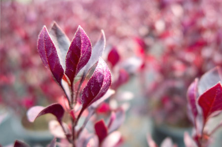 A close up of plant with red leaves in nursery