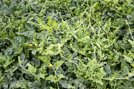 A Watermelon on the green watermelon plantation in the summer. Agricultural watermelon field.の写真素材