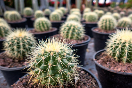 A many small cactus plants - potted cacti plant collectionの写真素材