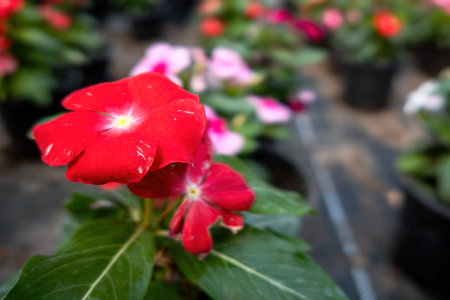 A Close up of red periwinkle vinca flowers in potsの写真素材