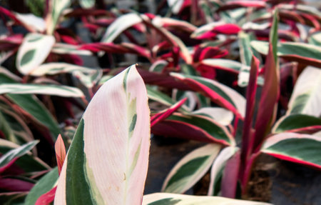 S Stromanthe triostar leaf, Tropical foliageの写真素材