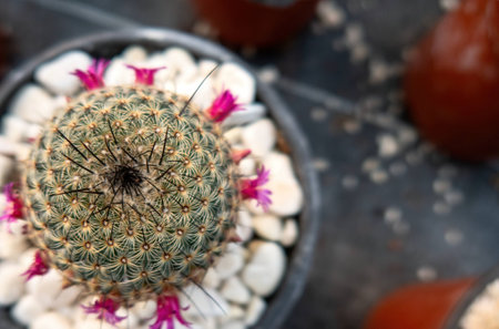 A mammillaria albilanata flowers in thailand winterの写真素材