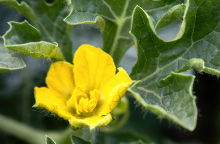 A female and male watermelon flower in spring in a greenhouse with sanded soilの写真素材