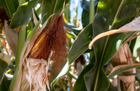 A Corn cobs in corn plantation field.の写真素材