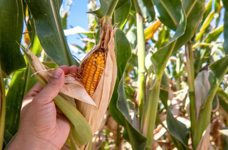 A Farmer holding corn cobs in hand in corn field.の写真素材