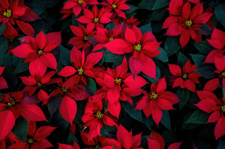A An arrangement of beautiful poinsettias - Red poinsettia or Christmas Star flowerの写真素材