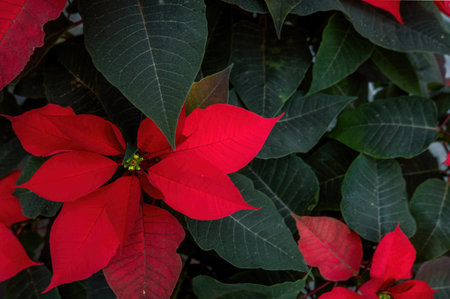 A An arrangement of beautiful poinsettias - Red poinsettia or Christmas Star flowerの写真素材