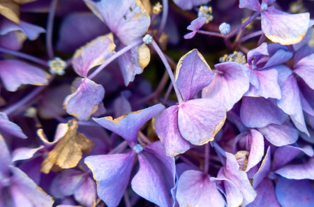 A Beautiful purple hydrangea in a rainy day. Flower in bloomの写真素材