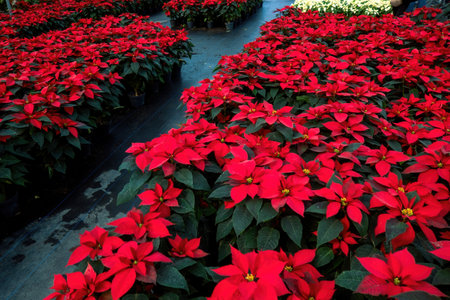 A An arrangement of beautiful poinsettias - Red poinsettia or Christmas Star flowerの写真素材