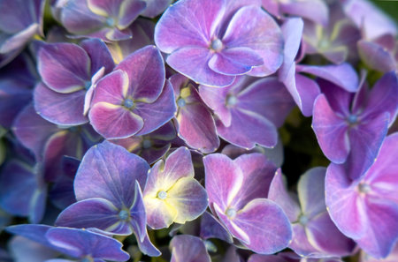 A Beautiful purple hydrangea in a rainy day. Flower in bloomの写真素材