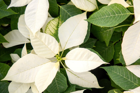 A Fresh White poinsettia holiday flower backgroundの写真素材