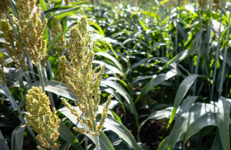 A Field of stalks and seeds of sweet sorghum. Millet field. Agricultural field of sorghum, Durra, Milo or Jowari.の写真素材