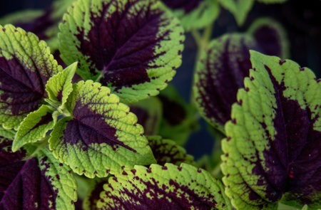 A Close up of Coleus leaves (Painted nettle,Flame nettle )の写真素材