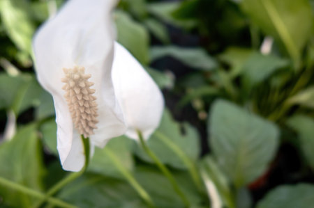 A Spathiphyllum wallisii, known as Spath or Peace lilies.の写真素材