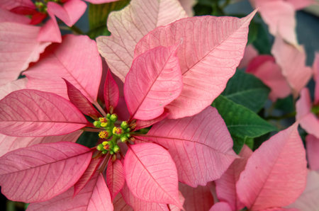 A Field of pink Christmas stars in greenhouse for sale. photo of Poinsettia flowersの写真素材