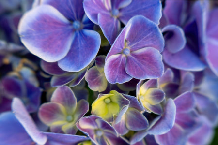 A Beautiful purple hydrangea in a rainy day. Flower in bloomの写真素材